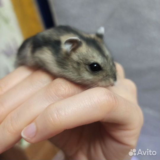 Клетка для грызунов большая