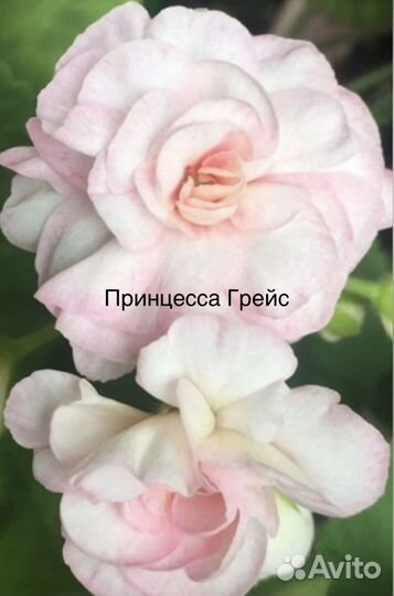 Пеларгонии