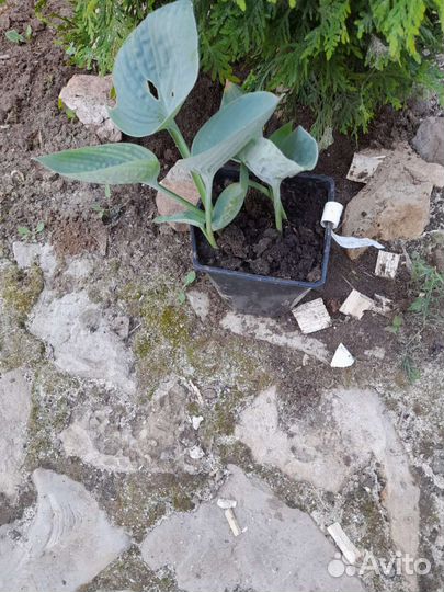 Хоста голубая Мунлайт соната