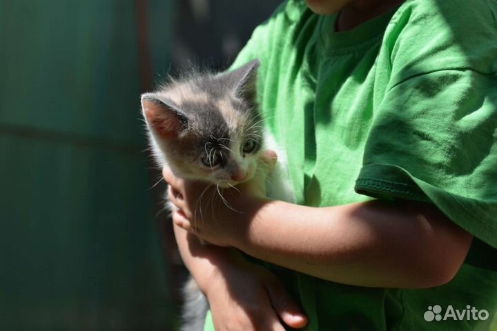 Котейки в добрые руки 1,5 месяца