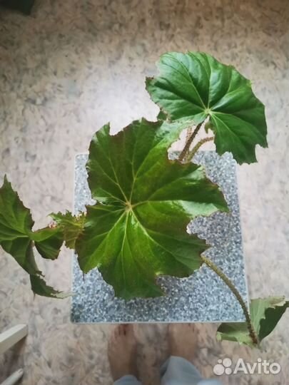 Бегония декоративно лиственная