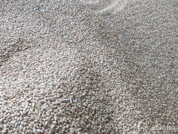 Зерно ячмень пшеница