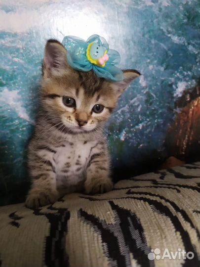 Сибирской кошки котята