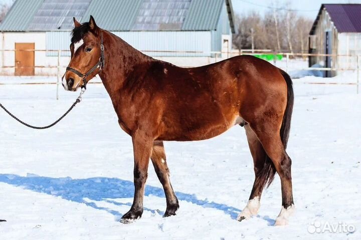 Спортивные лошади