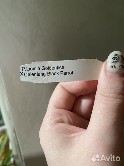 Орхидея фаленопсис сортовой