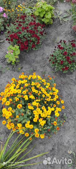 Хризантемы мультифлора