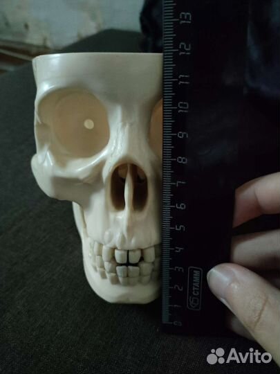 Череп пластмассовый