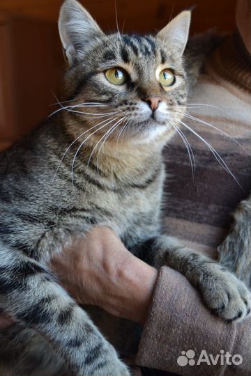 Отдам молодого котика