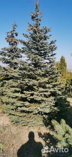 Ель голубая Глаука премиум 500 см