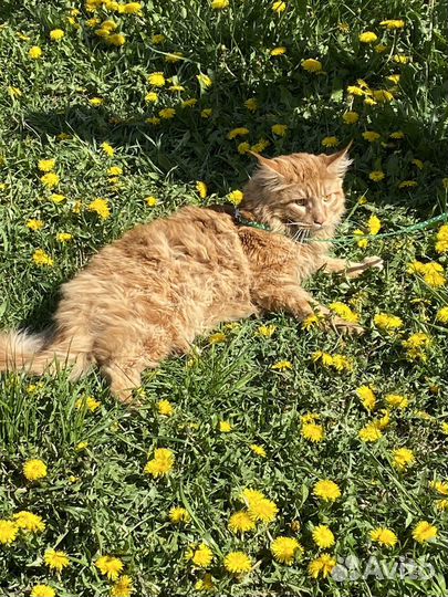 Кот, в добрые руки