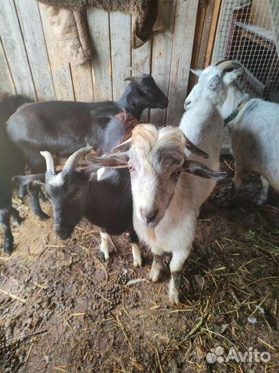 Козы заанинские