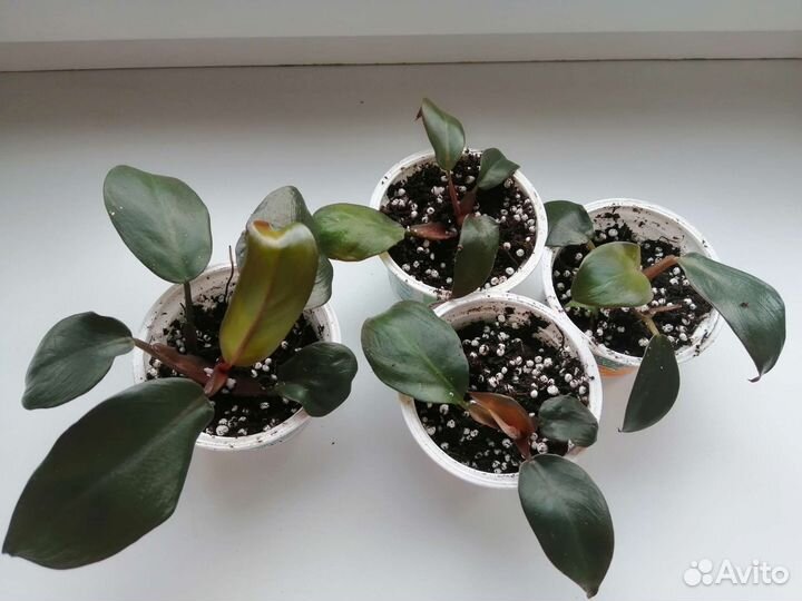 Филодендрон Блек Кардинал