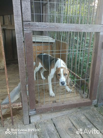 Эстонская гончая