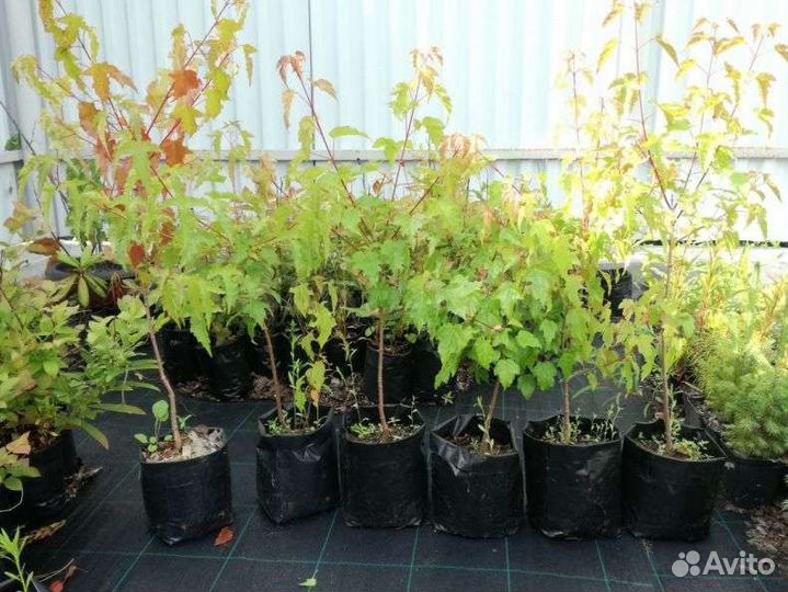 Саженцы сосны,берёзы, орешника,дуба,лиственницы