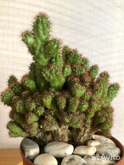 Большой кактус