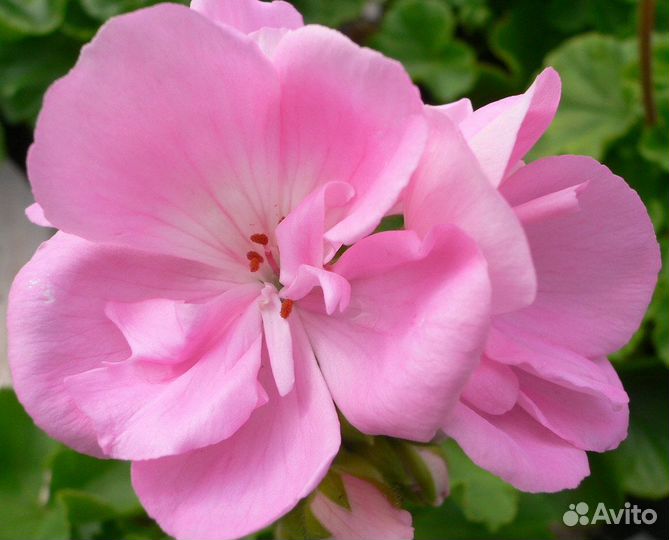 Пеларгония герань розовая
