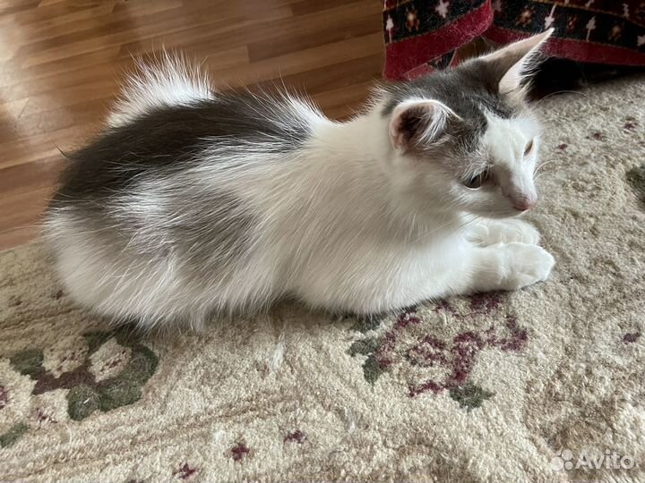 Кошка в добрые руки