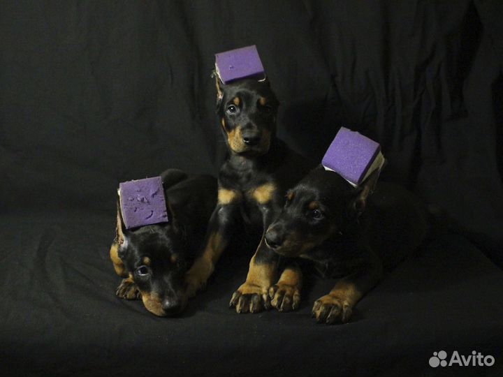 Щенки добермана