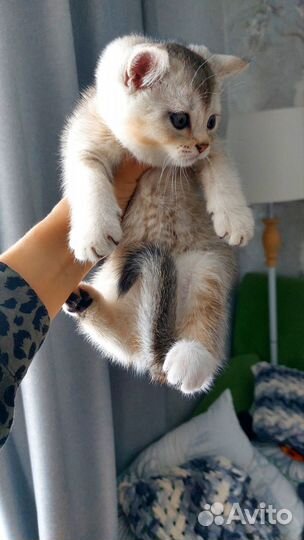 Шотландские котята скотиш страйт