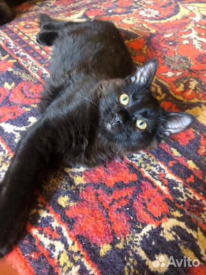 Мальчик в добрые ручки