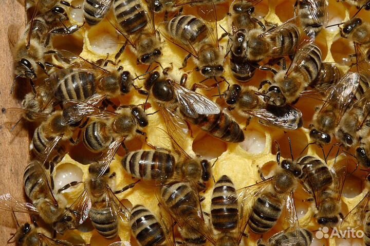 Пчеломатки Карпатка 2024