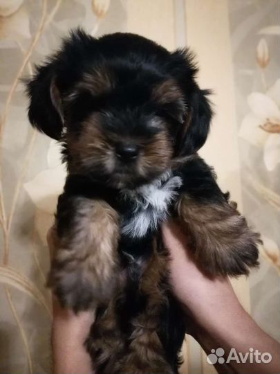 Щенки бивер-йорка
