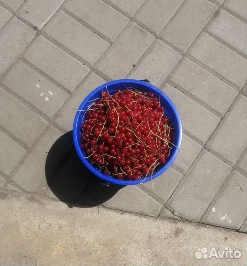 Продам красную смородину