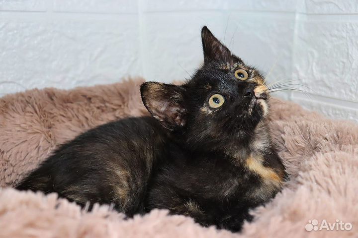 Кот кошка бесплатно