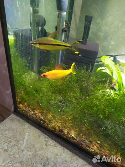 Рыба аквариумная гло