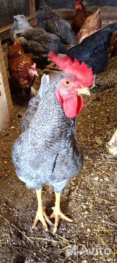 Молодые петухи