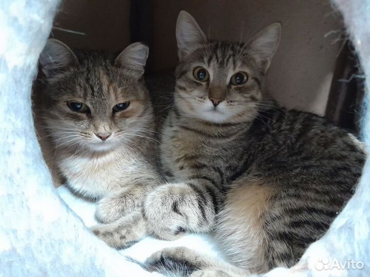 Кошечка Шпротинка