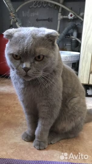 Шотландская вислоухая