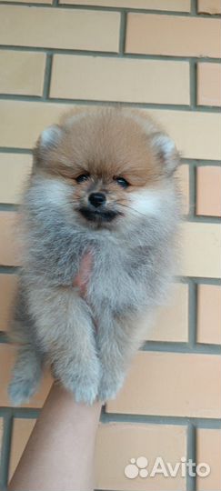 Щенки померанского шпица мини