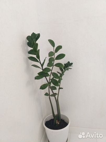 Замиокулькас