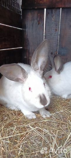 Крольчиха калифорния 6 месяцев