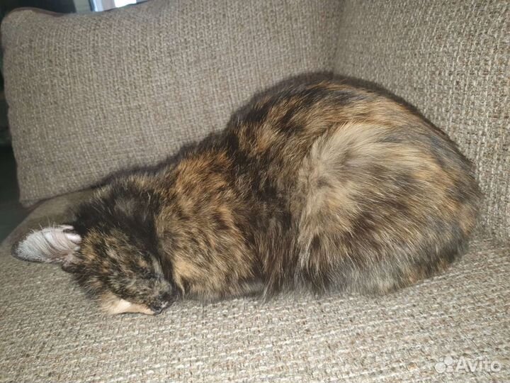 Кошки коты в добрые руки