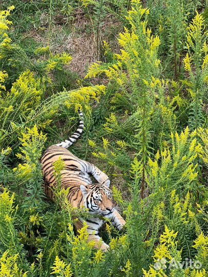 Сафари тур по абхазии С посещением парка львов