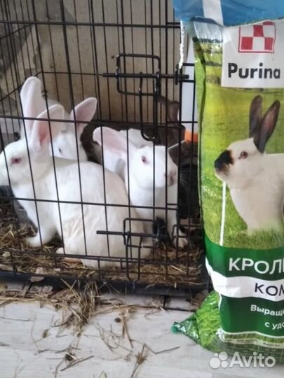 Корм для кроликов