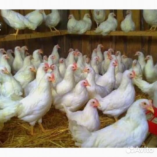 Домашние куриные яйца