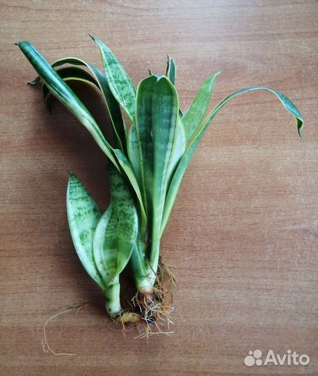 Сансевиерия Бронь