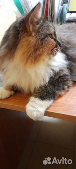 Кошки в добрые руки