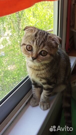 Шотландский котёнок