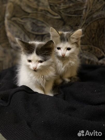 Котята в добрые руки бесплатно