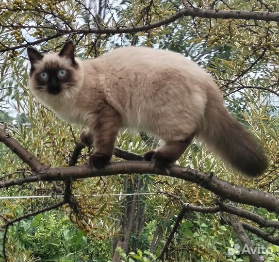 Кошка невская маскарадная