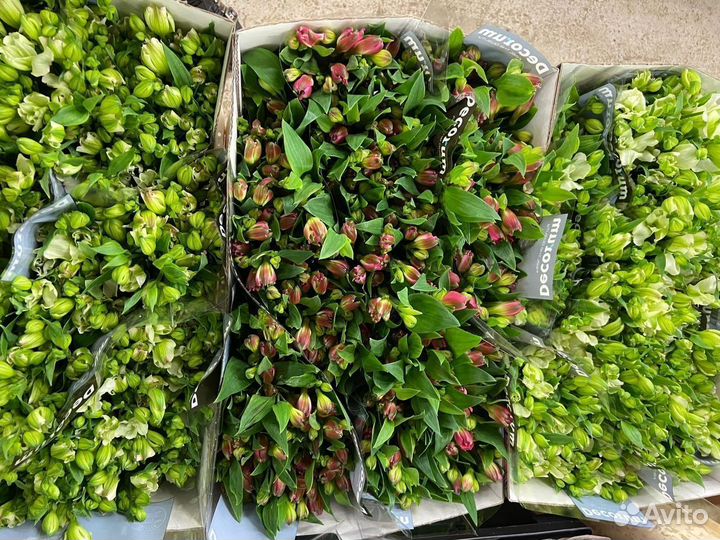 Букет цветы альстромерии