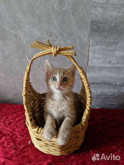 Рыжее счастье ищет дом