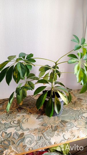 Комнатные цветы шефлера