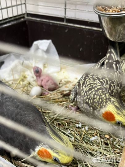 Попугай корелла