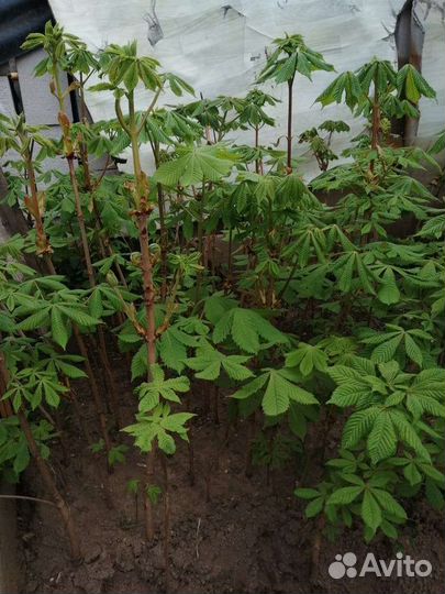 Саженцы каштана