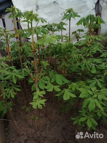 Саженцы каштана